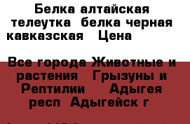 Белка алтайская телеутка, белка черная кавказская › Цена ­ 5 000 - Все города Животные и растения » Грызуны и Рептилии   . Адыгея респ.,Адыгейск г.